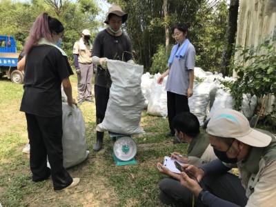 小花蔓澤蘭拔除成果稱重